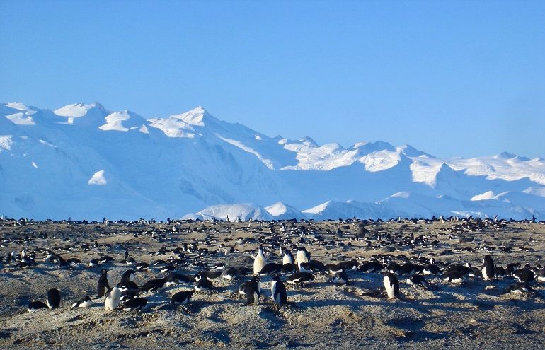Colónia de Penguin da Adélia, Cabo Hallett, Terra de Vitória, Antártida 09 dezembro 2018, Mafalda Baptista